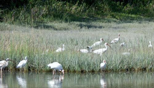 pickney island, ibis pond